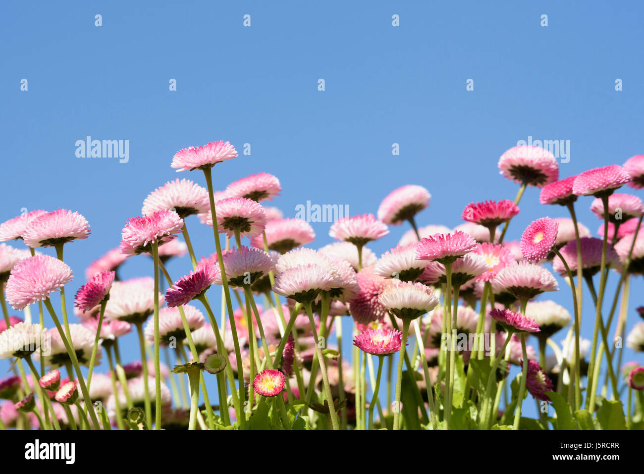 Daisy, Double daisy, Bellis perennis, side view of pink flowers growing outdoor. with blue sky behind. Stock Photo