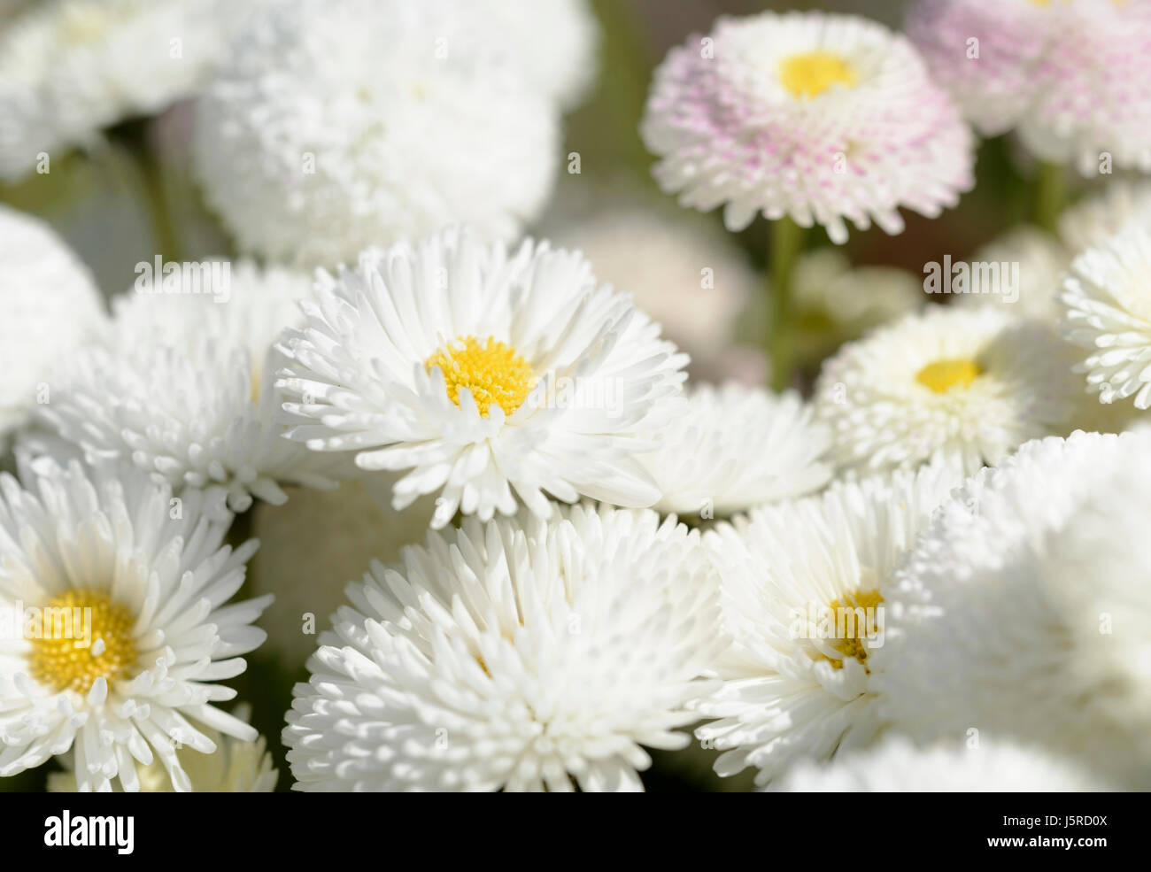 Daisy, Double daisy, Bellis perennis, White flowers growing outdoor in a garden. Stock Photo
