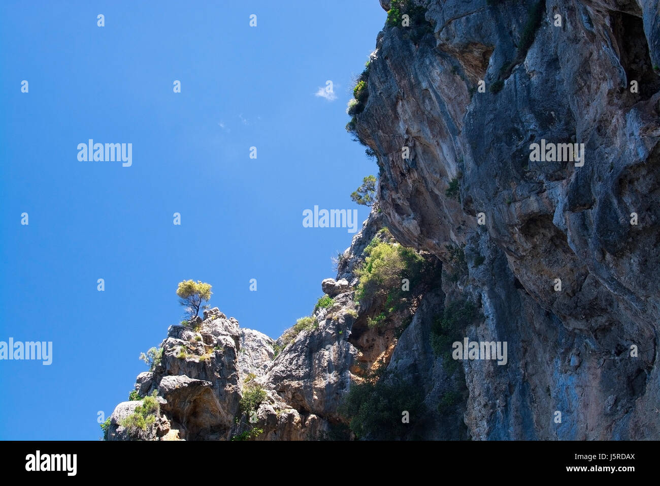 Steep cliff tree in Tramuntana mountains between Soller and Cala Tuent, Mallorca, Spain. Stock Photo