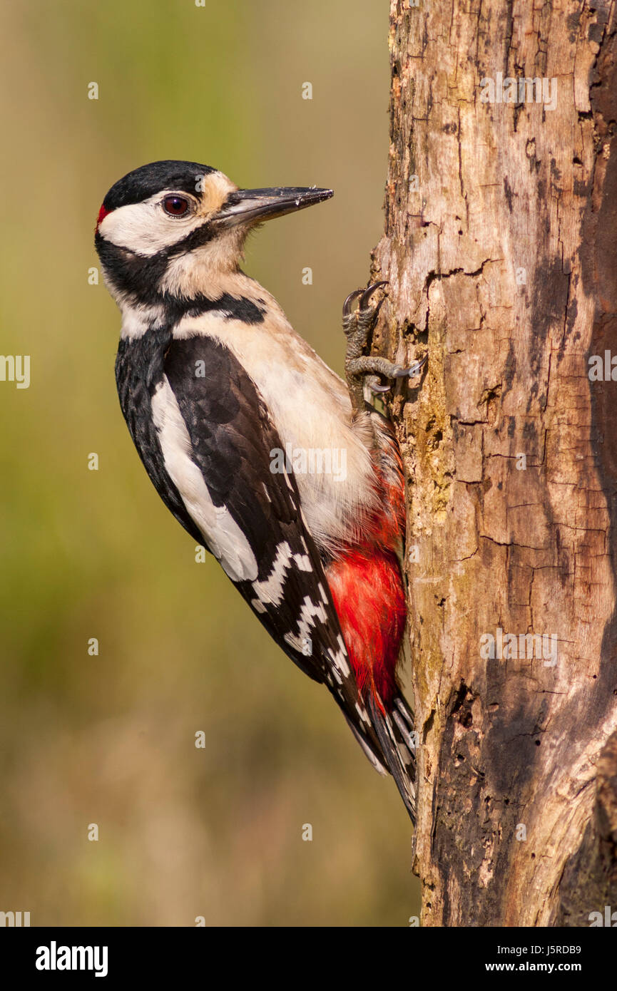 A  Great Spotted Woodpecker (Dendrocopos major) on a tree in the uk Stock Photo