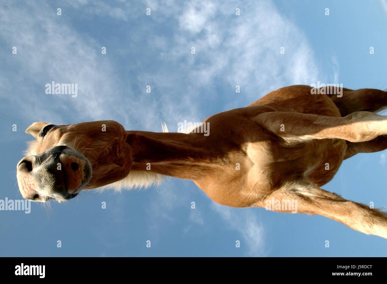 worms eye horse animal curious nosey nosy skin horses perspective prospect Stock Photo