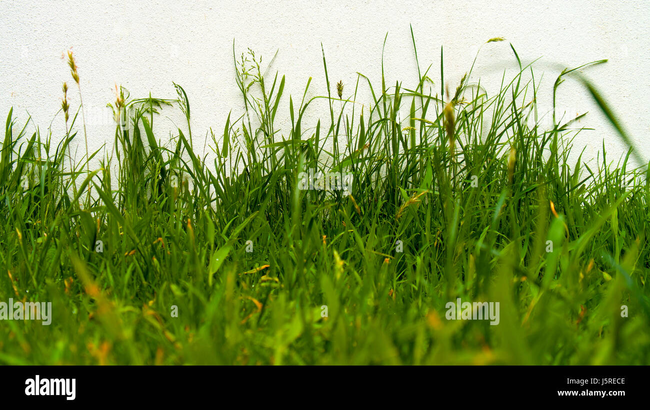 Natural wet grass with un-naturally bright colors behind it Stock Photo