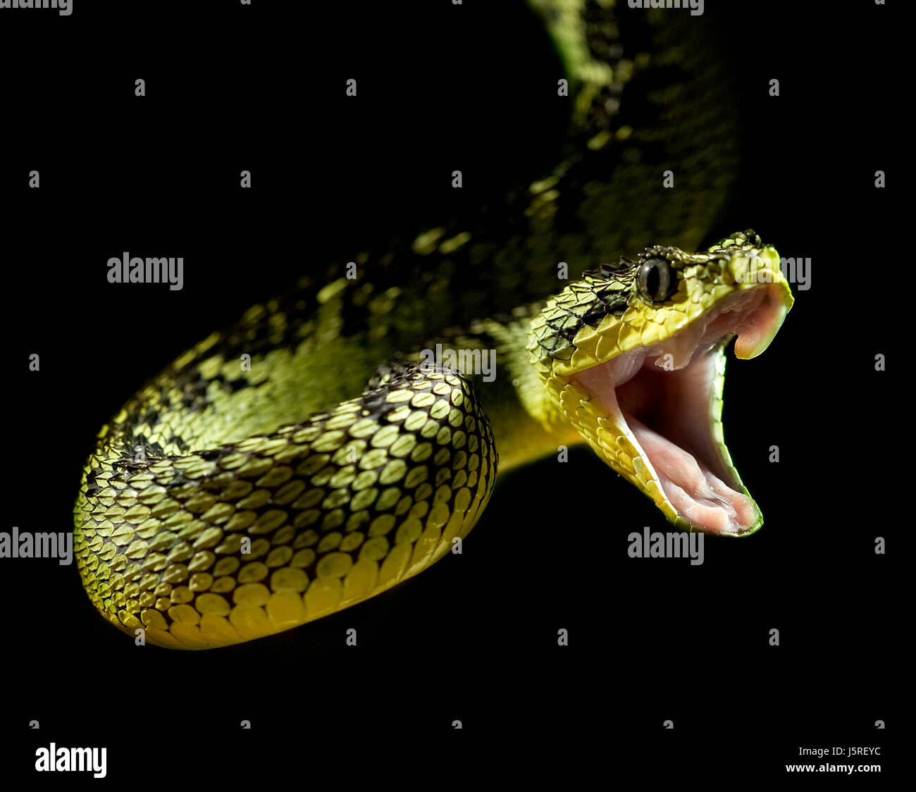 hovel snake vipers poisonous snake dangerous danger green teeth eyes fear hovel Stock Photo