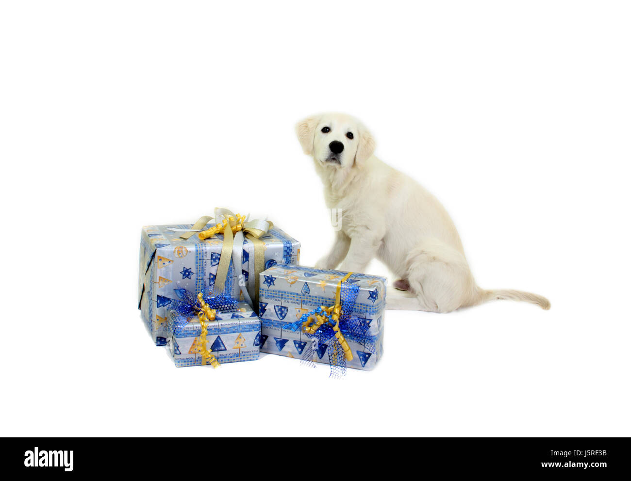 Exclusive Deal White Golden Retriever Puppy Gift Box Present