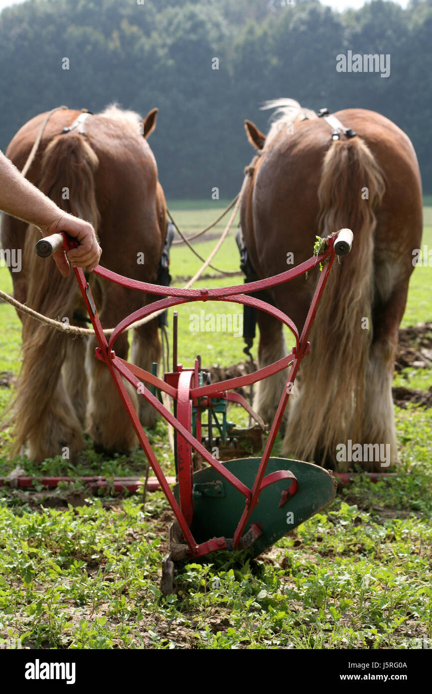hand agriculture farming field horse horses formerly farmer nostalgic