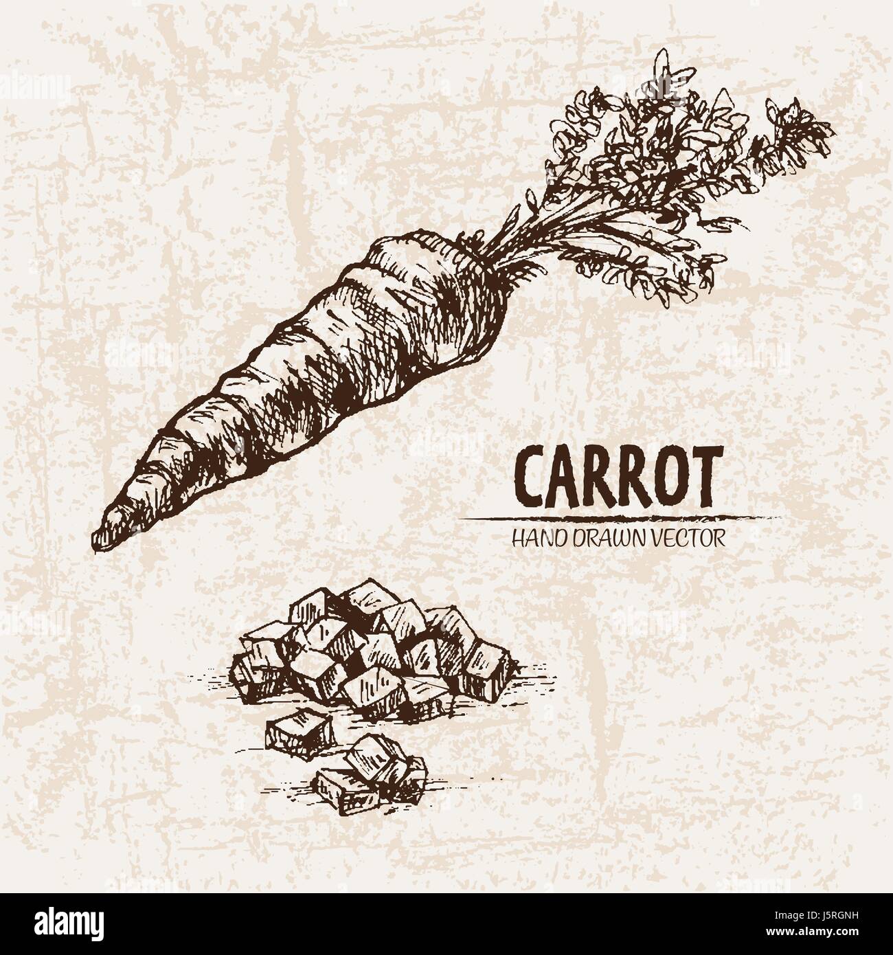 Fresh Carrot Leaves Root Illustration Stock Photos & Fresh Carrot