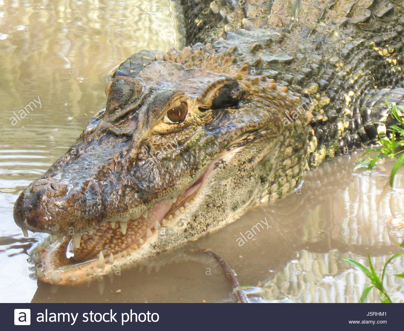 fauna teeth animals crocodile brazil south america amazon ...