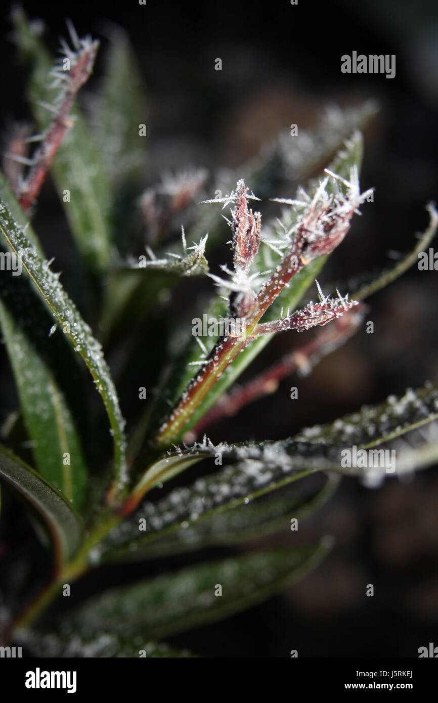 detail plant winter cold flora tip peak ice frost thorns pointed frozen branch Stock Photo