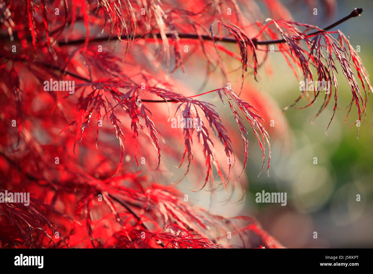 Japanese maple foliage hires stock photography and images Alamy