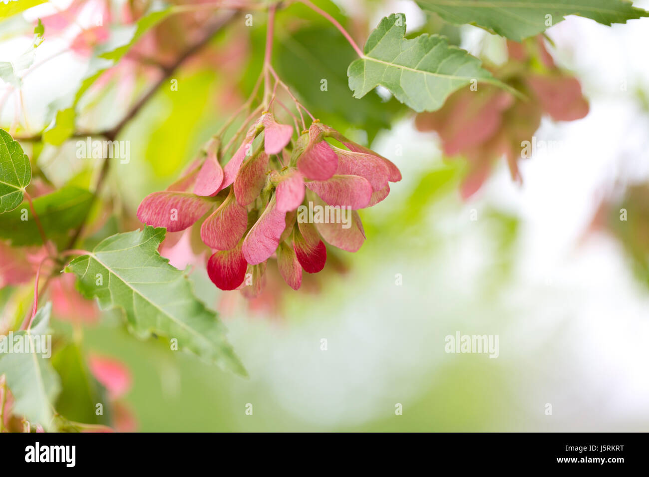 Field Maple Key Pink maple hi-res stock photography and images - Alamy