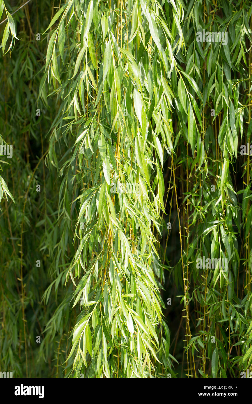 Willow grove park hires stock photography and images Alamy