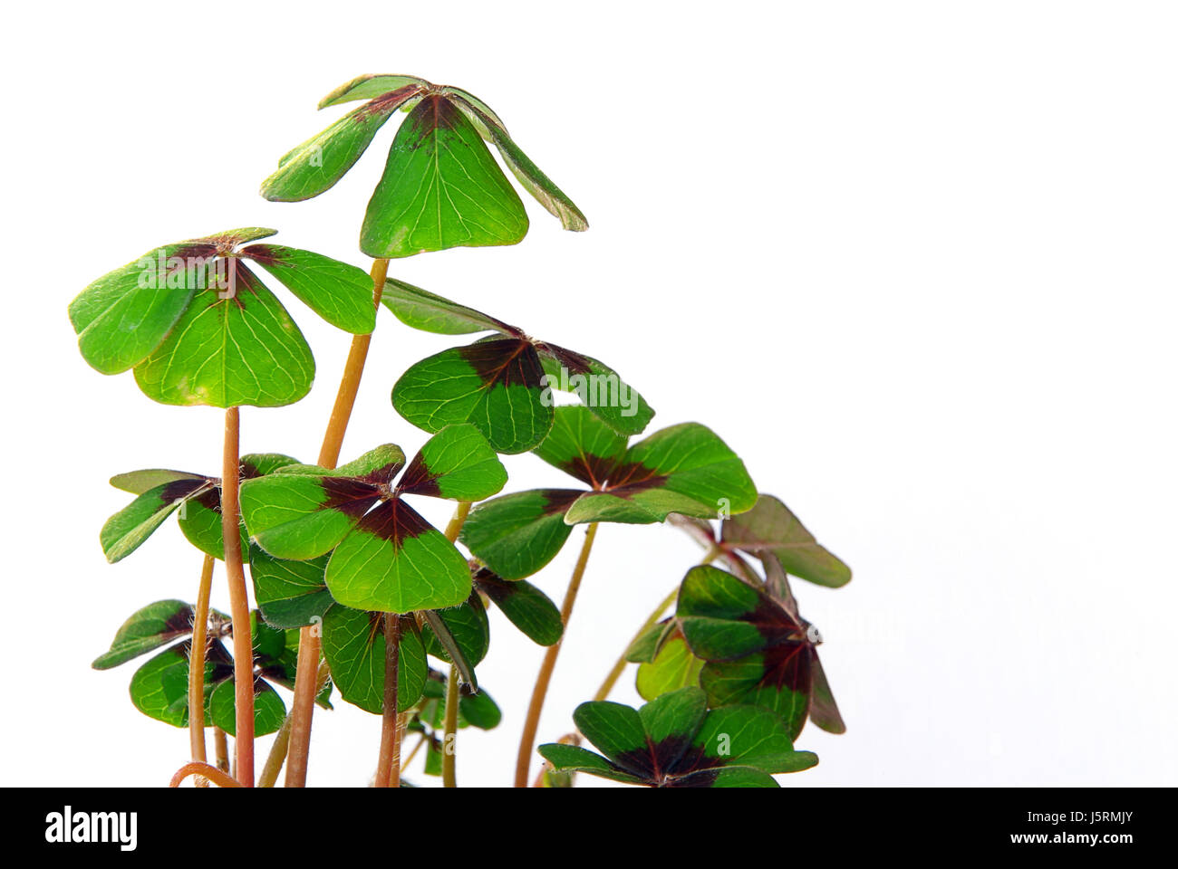 leaf green four clover cloverleaf backdrop background lucky luck plant
