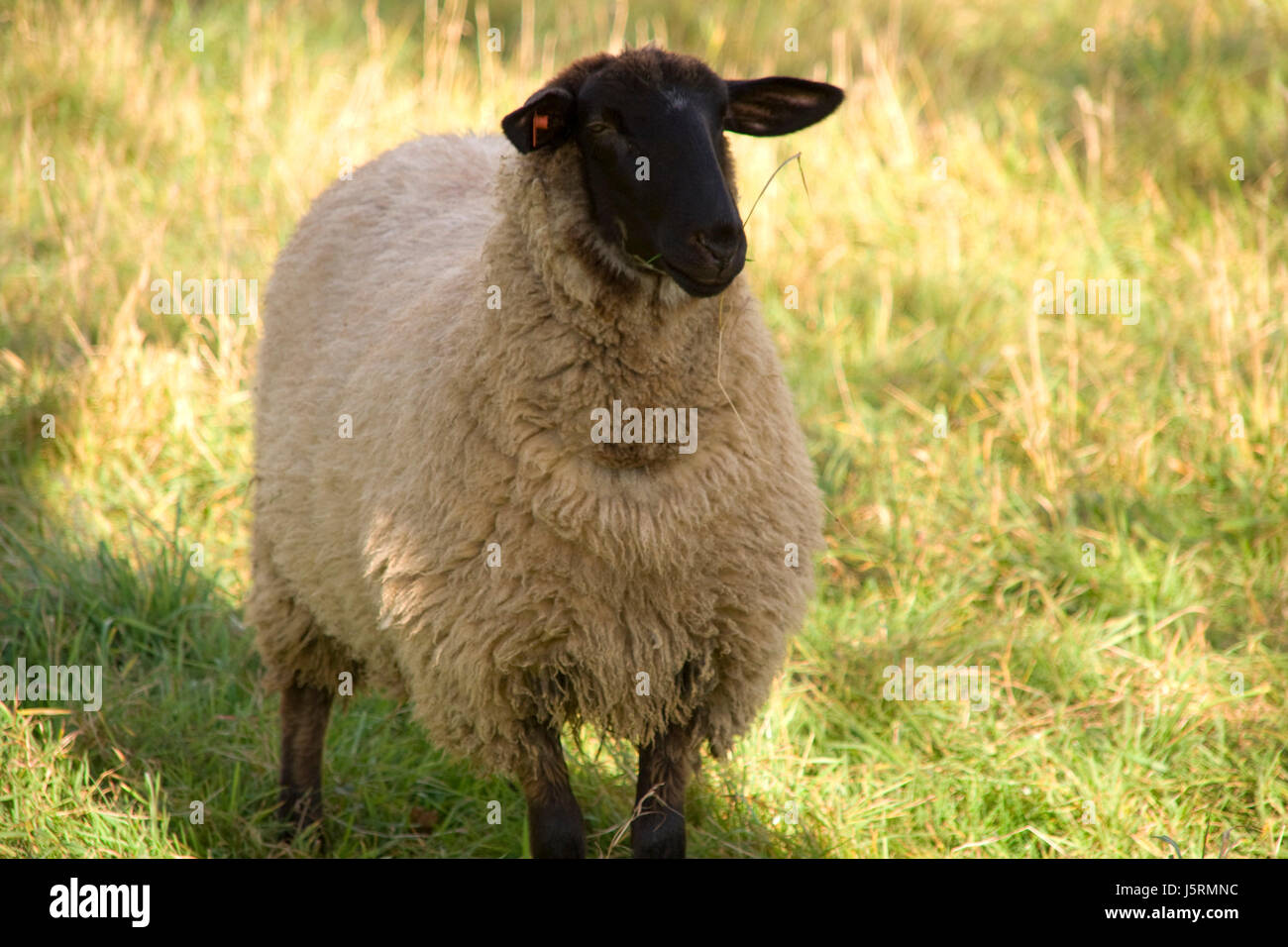 eco agriculture farming black swarthy jetblack deep black biological sheep wool Stock Photo