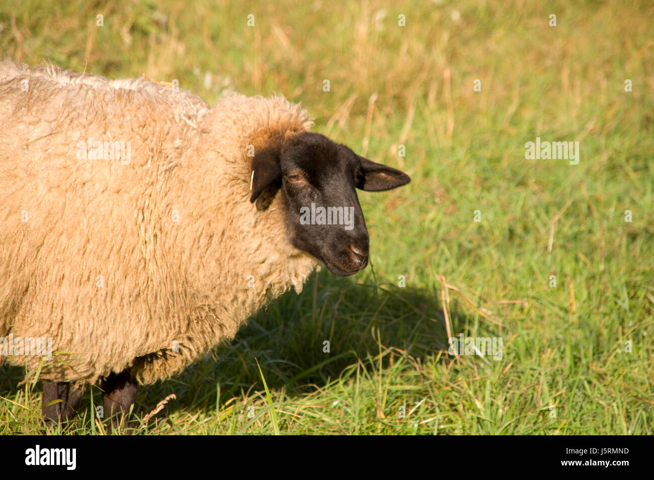 eco agriculture farming black swarthy jetblack deep black biological sheep wool Stock Photo