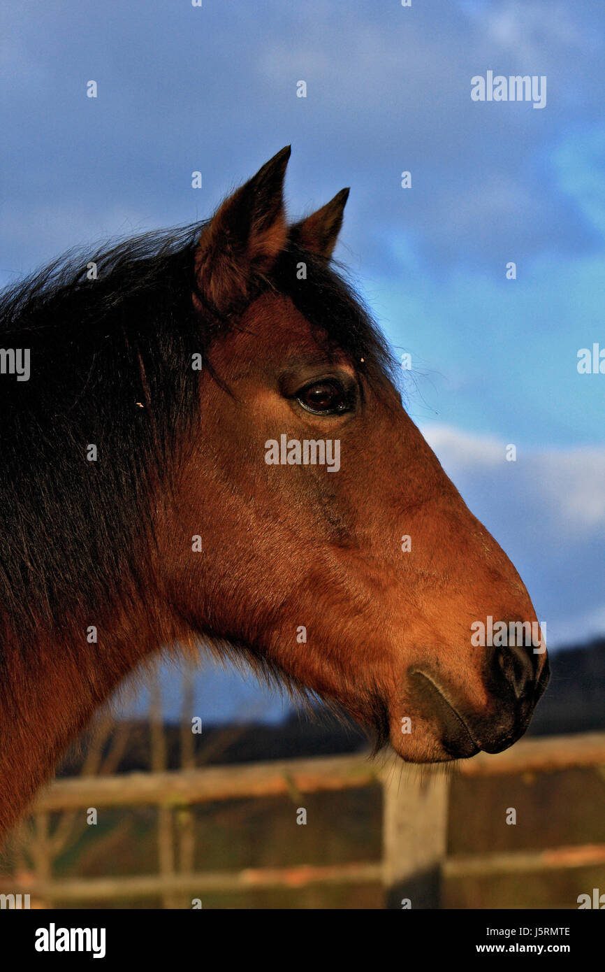 horse winter teeth cold tongue horses beastly stallion gelding waist belt Stock Photo