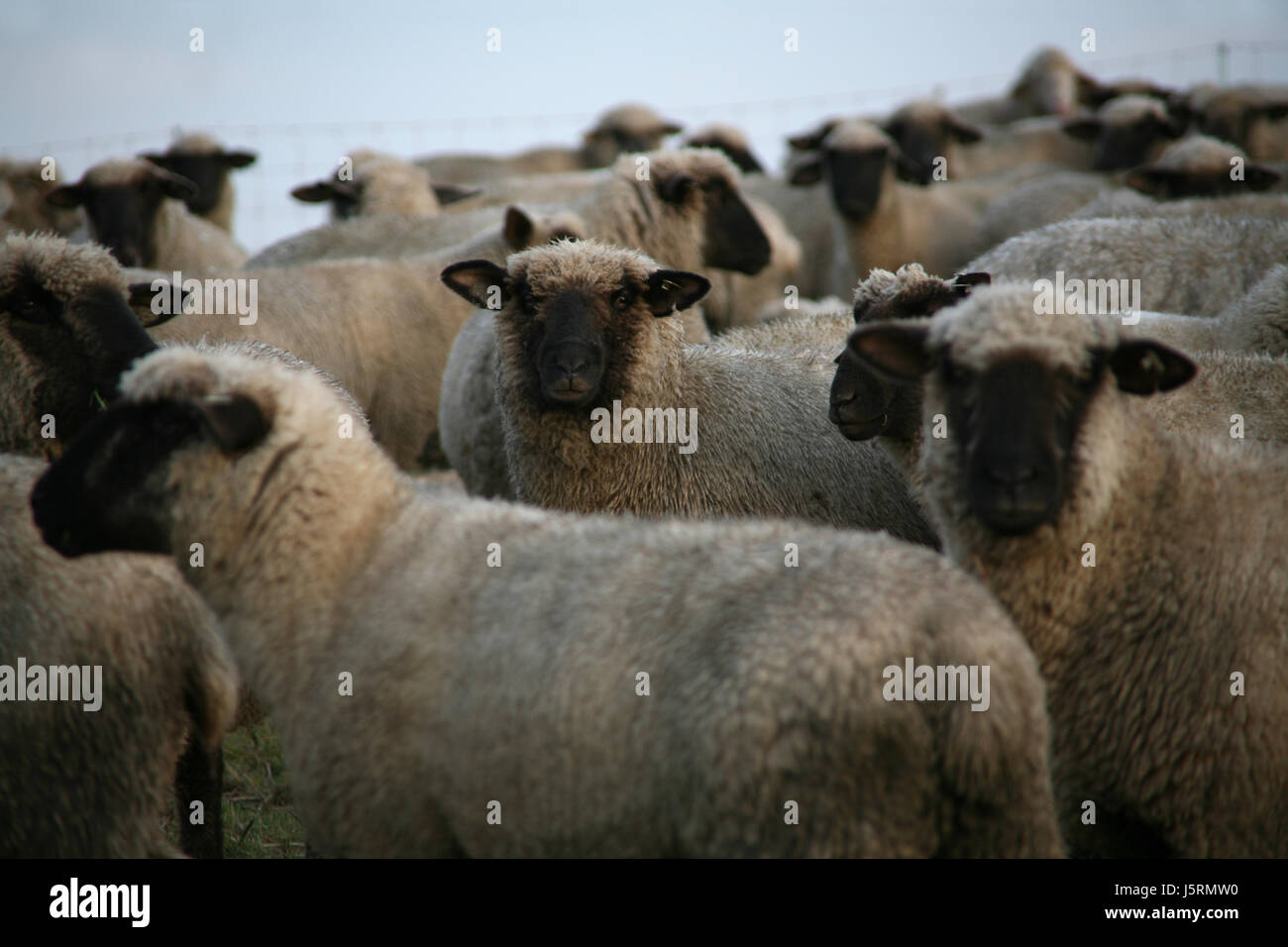 mammal sheep farming wool mammals herd farm animal flock of sheep sheep