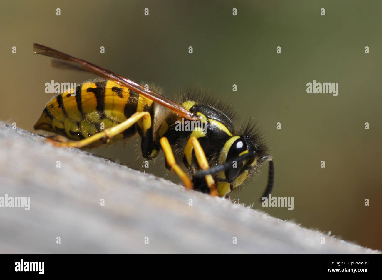 danger macro close-up macro admission close up view insects black swarthy Stock Photo