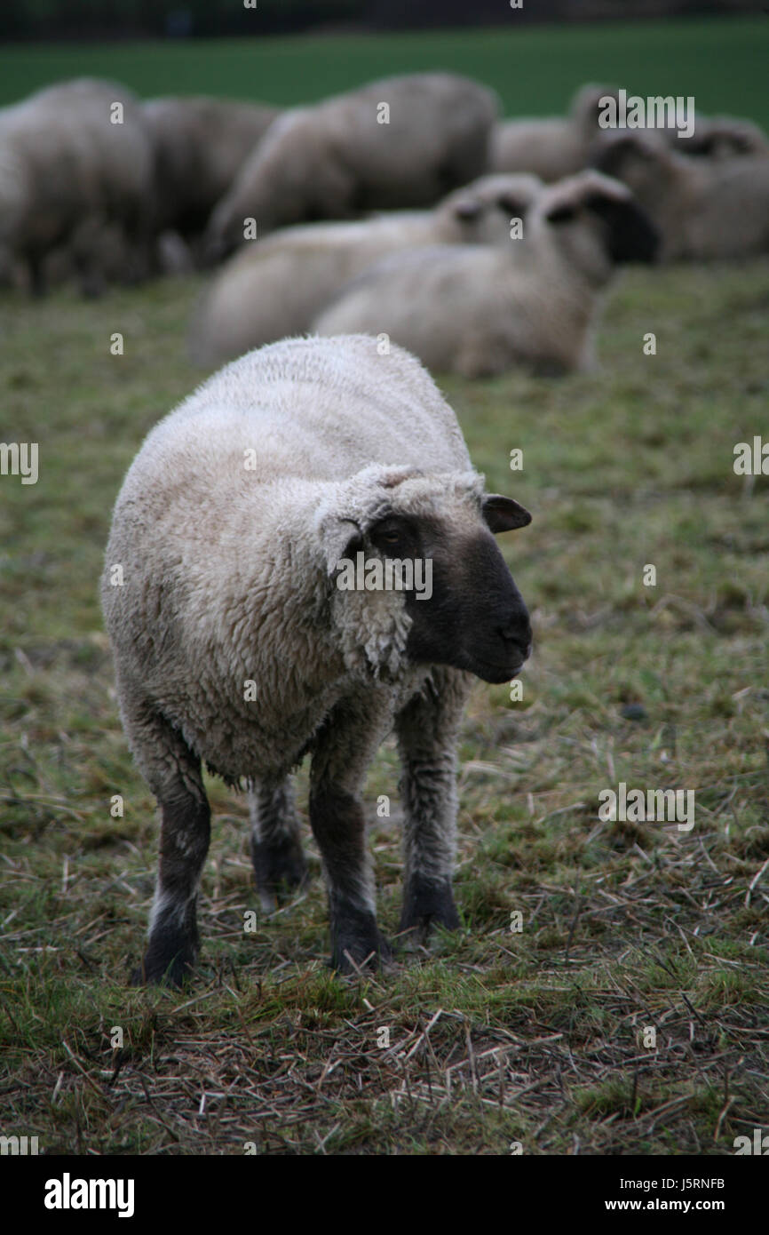 mammal sheep farming wool mammals herd farm animal flock of sheep sheep