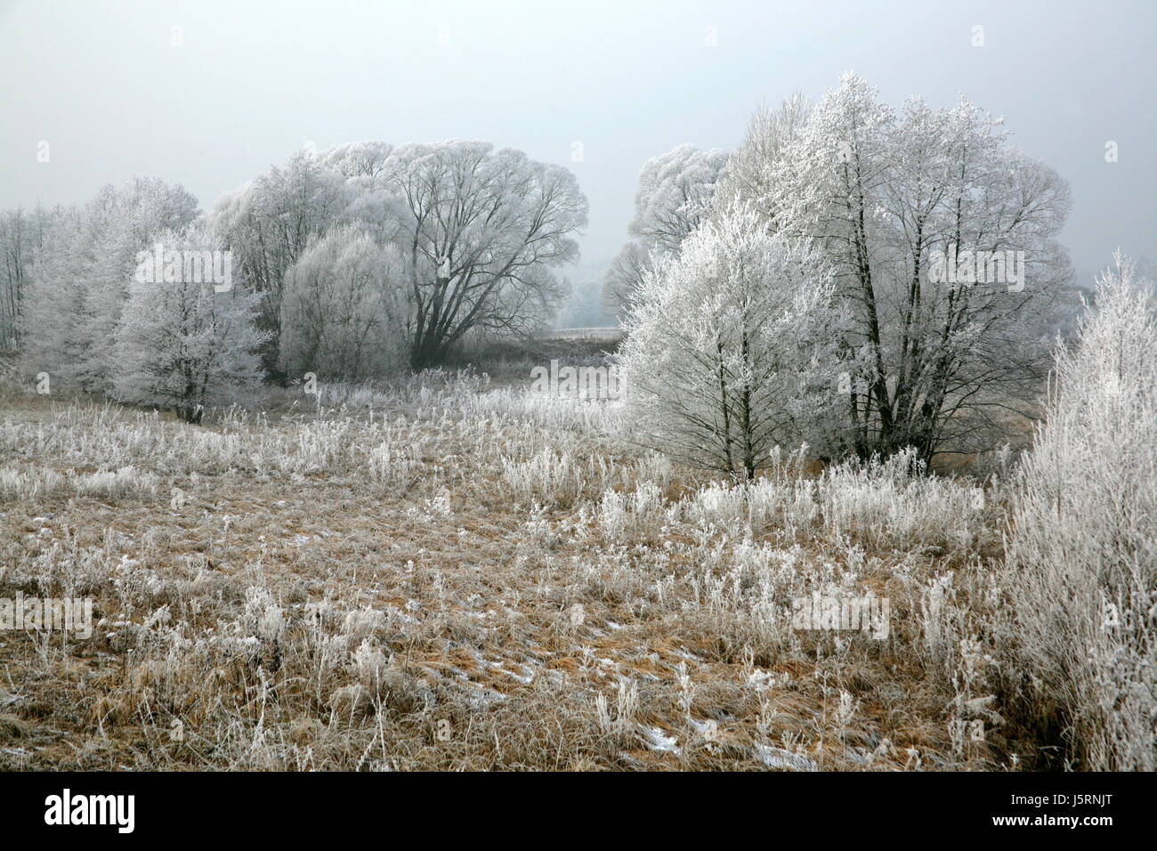 tree trees winter cold romantic field flora blank european caucasian Stock Photo