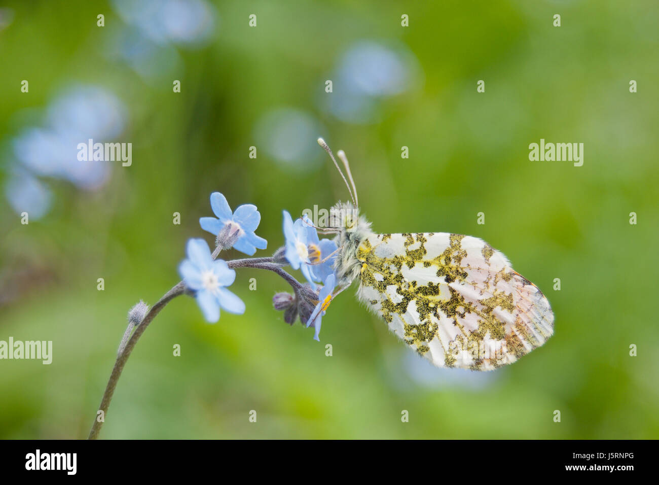 Male orange tip butterfly (Anthocharis cardamines) on wood forget-me-not (Myosotis sylvatica) Stock Photo