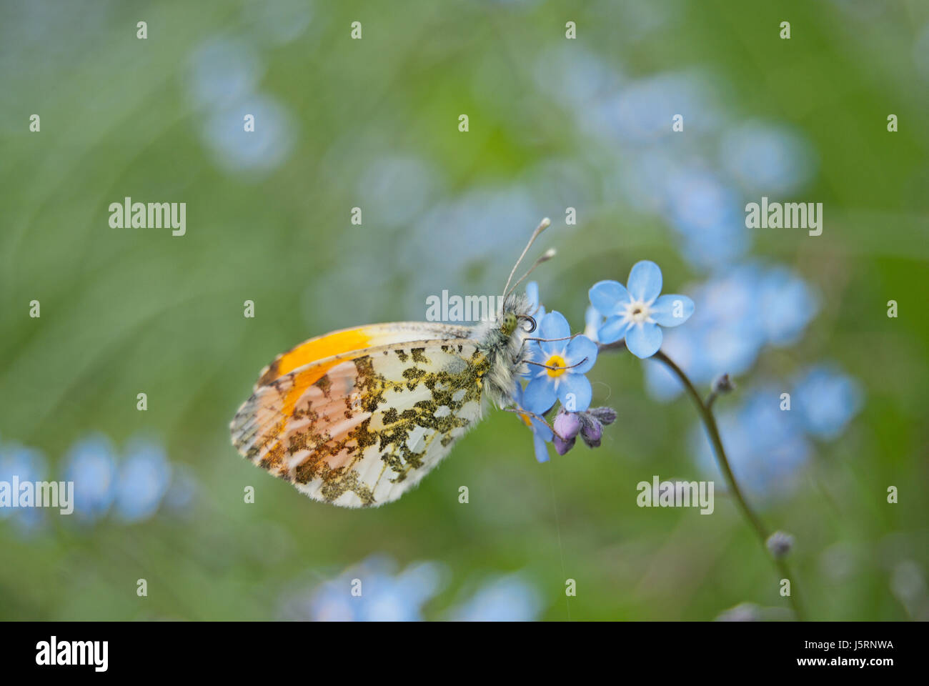 Male orange tip butterfly (Anthocharis cardamines) on wood forget-me-not (Myosotis sylvatica) Stock Photo
