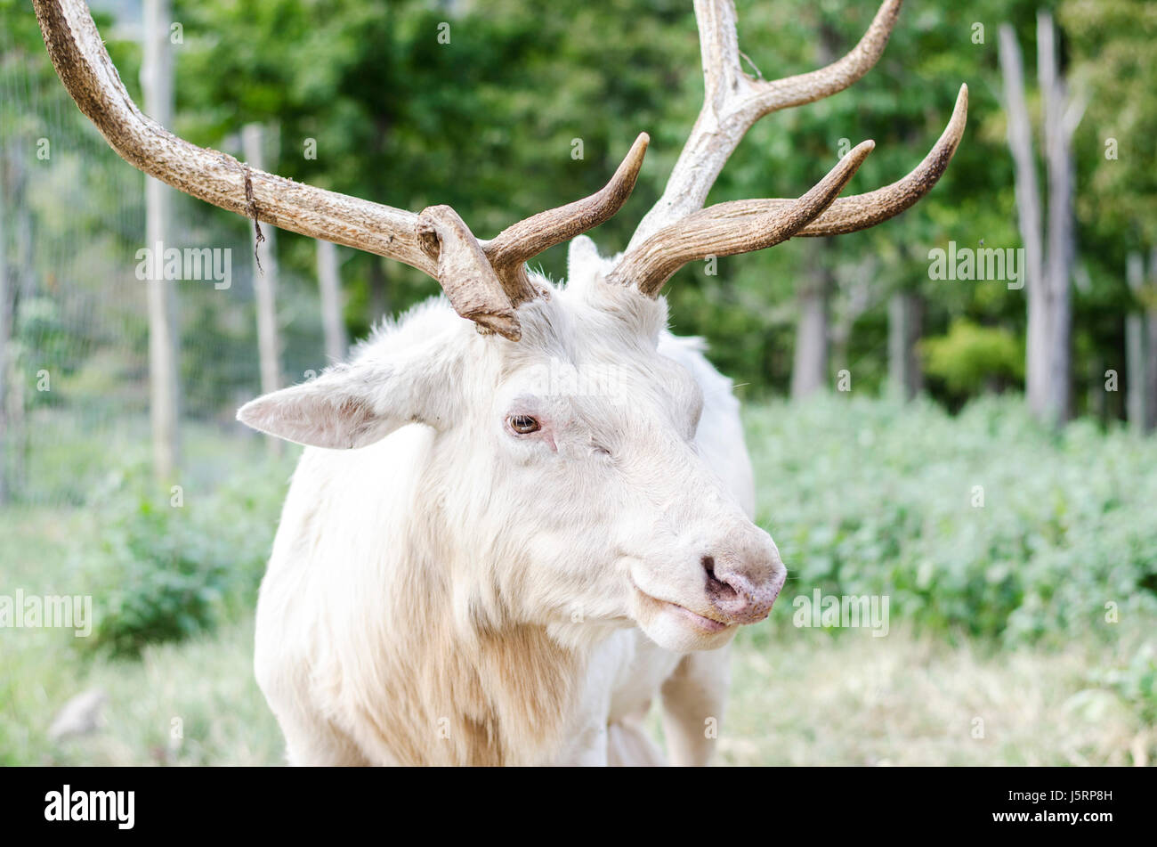Rare white elk Stock Photo