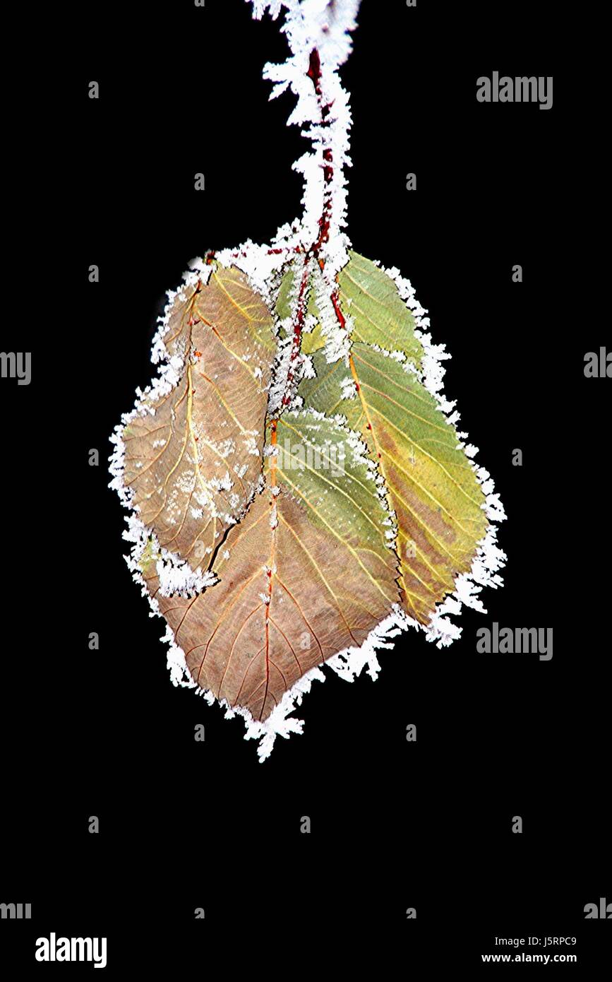 leaf detail art winter cold ripe frost hoarfrost filigree icy fine edge framed Stock Photo