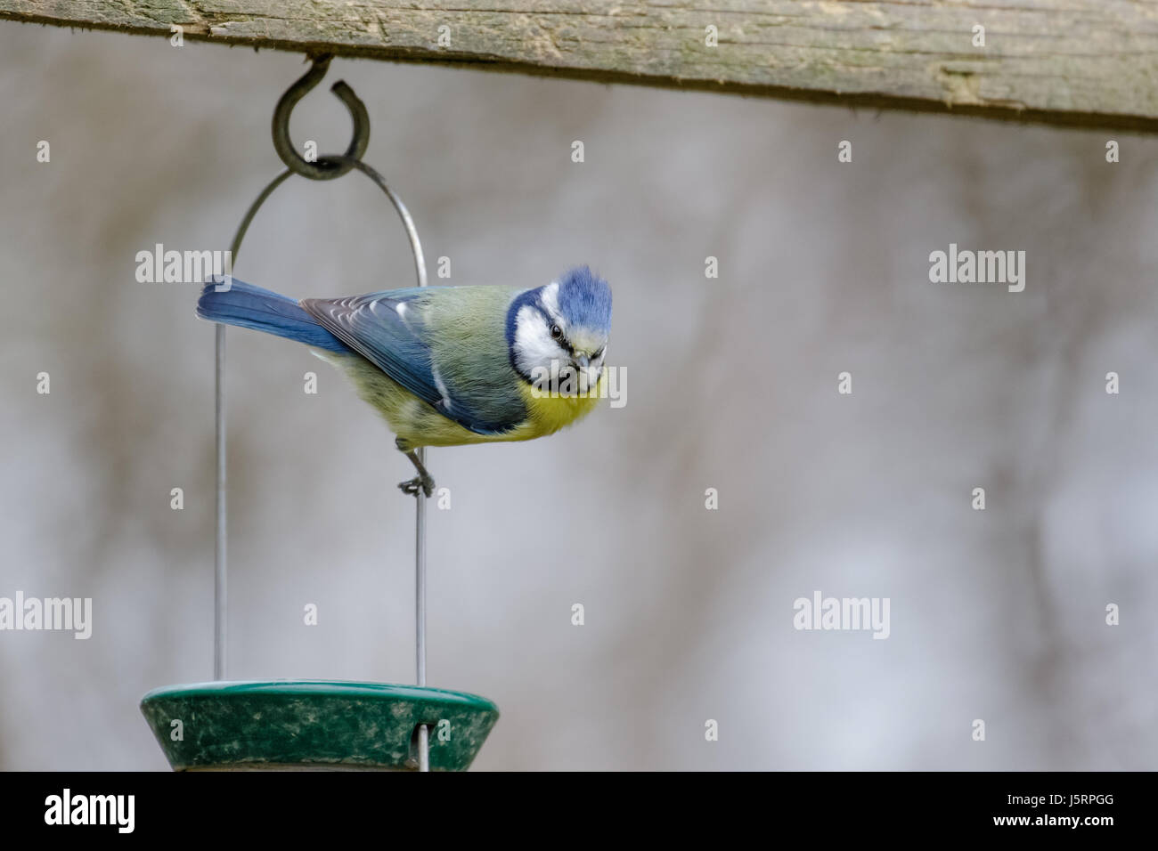 Single Blue Tit (Cyanistes caeruleus) hanging clinging from a garden bird feeder Stock Photo