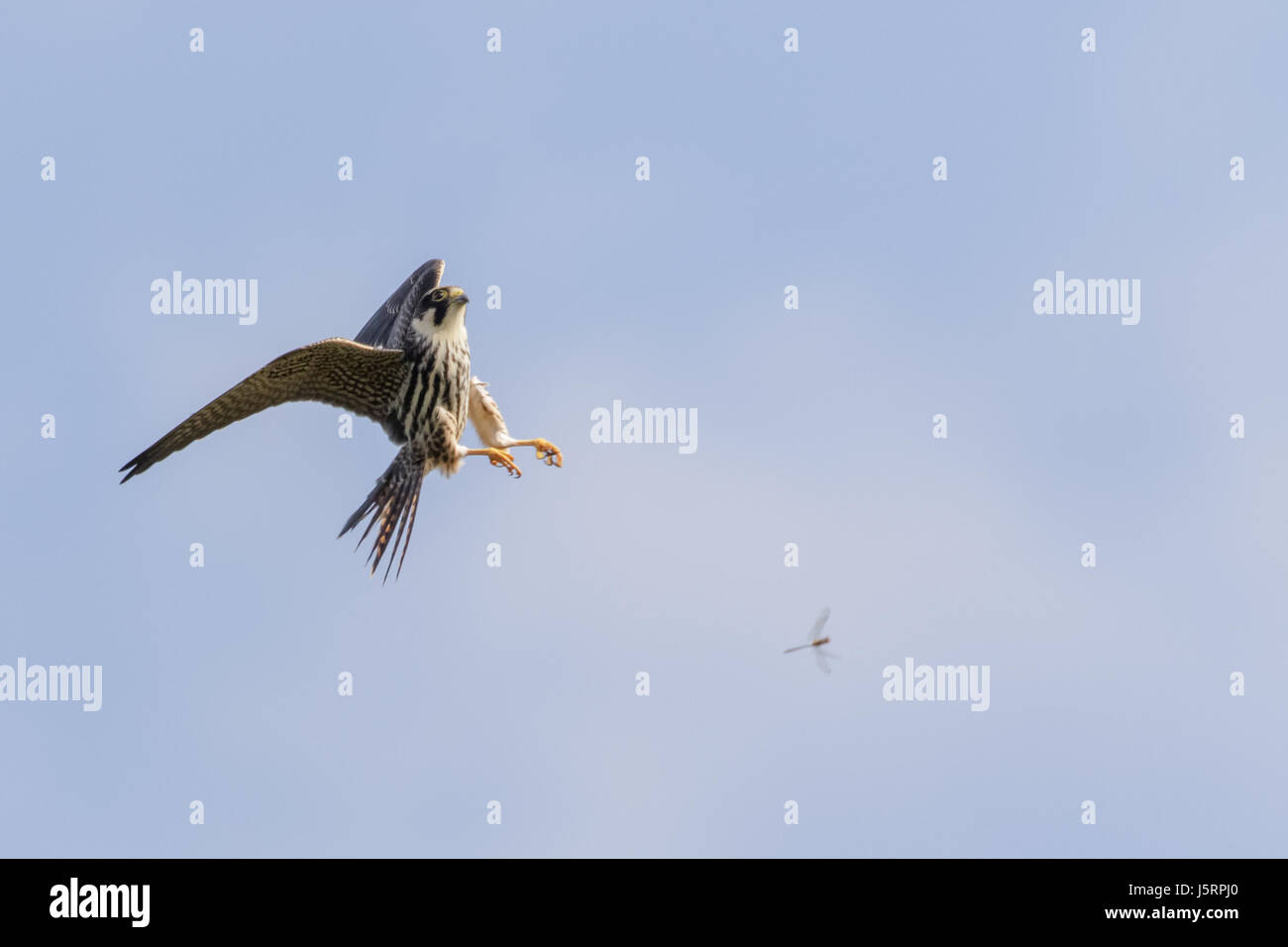 Eurasian Hobby falcon (Falco subbuteo) flying, in flight, hunting catching predating chasing dragonfly dragonflies against blue sky Stock Photo