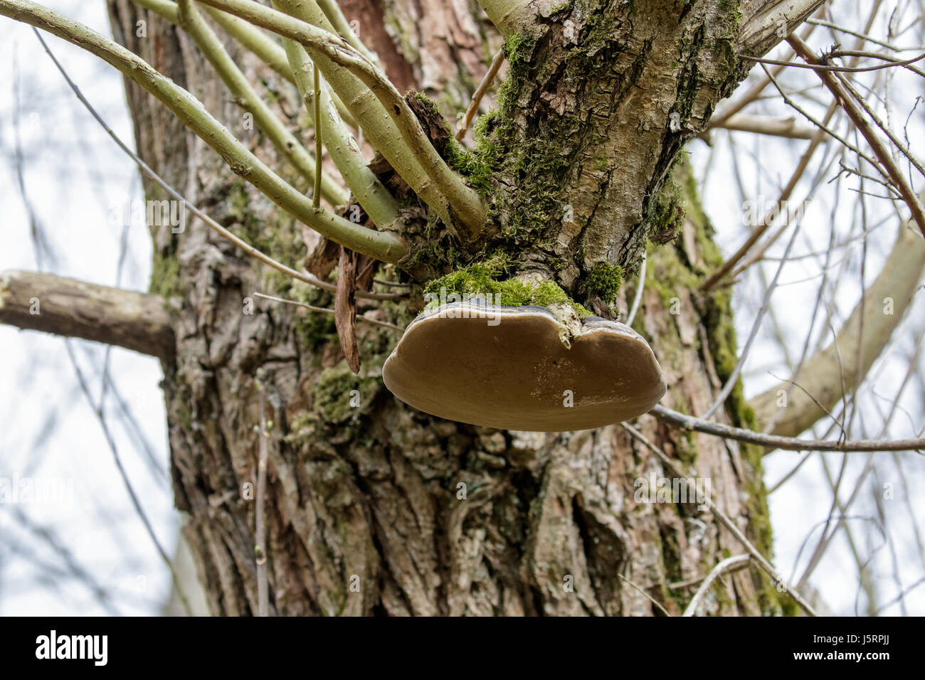 Willow Bracket fungus (Phellinus igniarius) on host tree Stock Photo