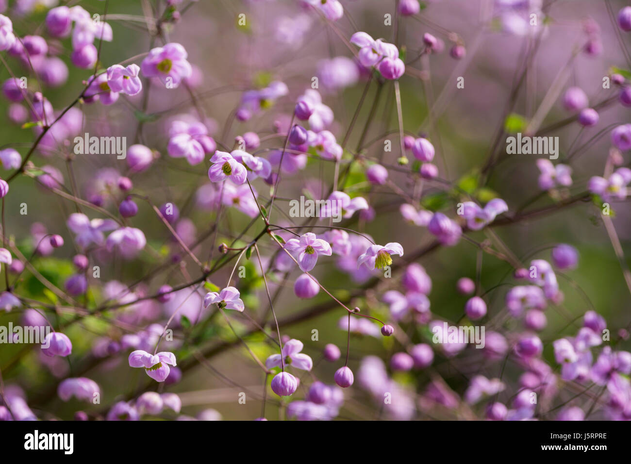 Meadow rue, Chinese meadow rue, Thalictrum delavayi, Tiny pink coloured flowers growing outdoor. Stock Photo