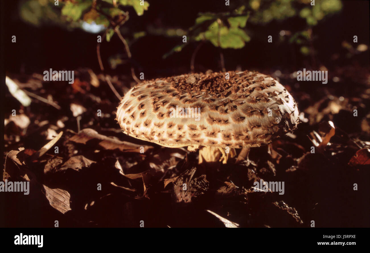 breitschuppiger champignon Stock Photo