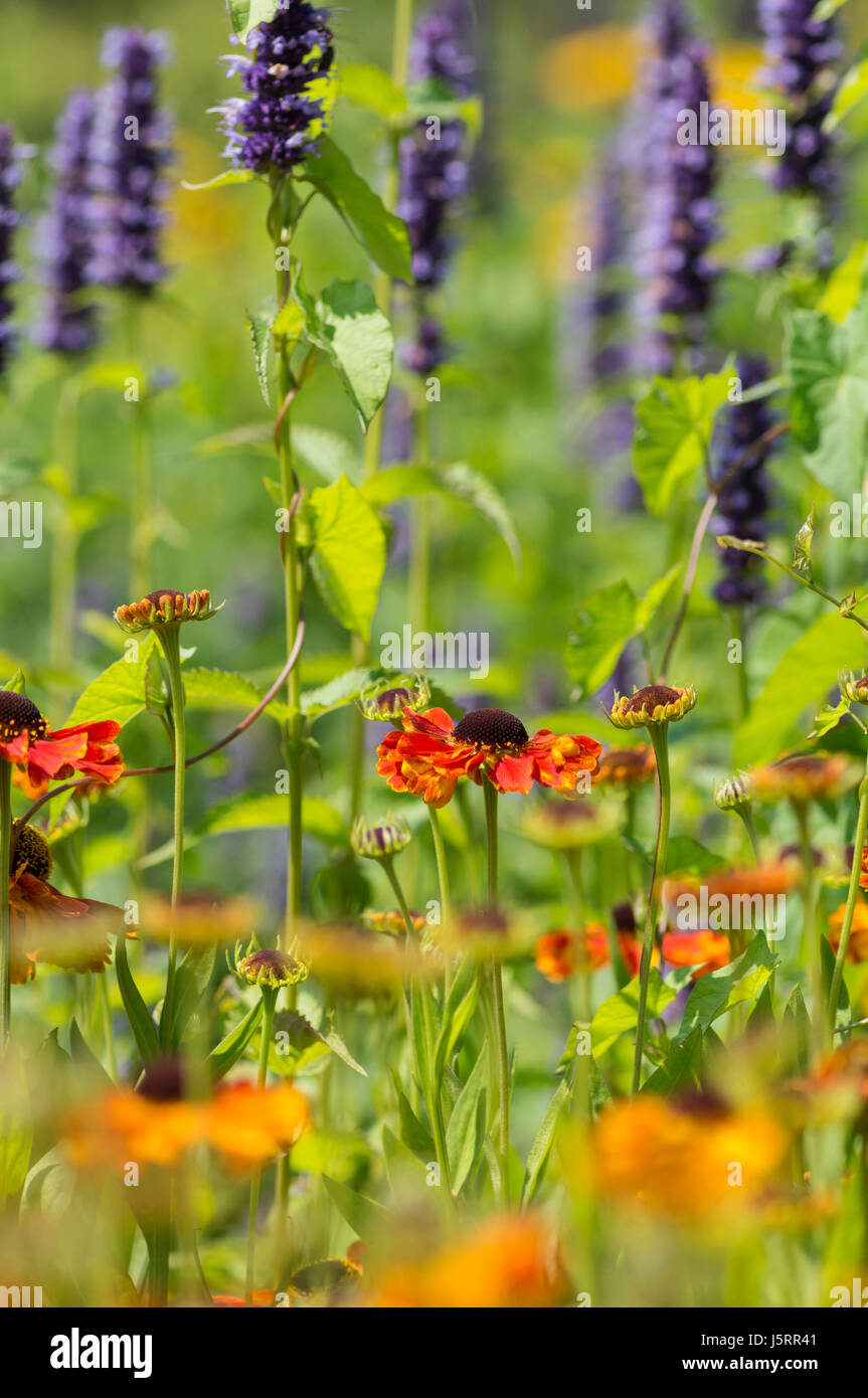 Orange helenium blue flowers hi-res stock photography and images - Alamy