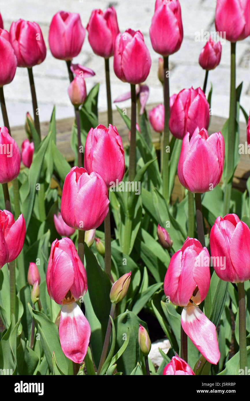Pink tulips blooming on spring Stock Photo