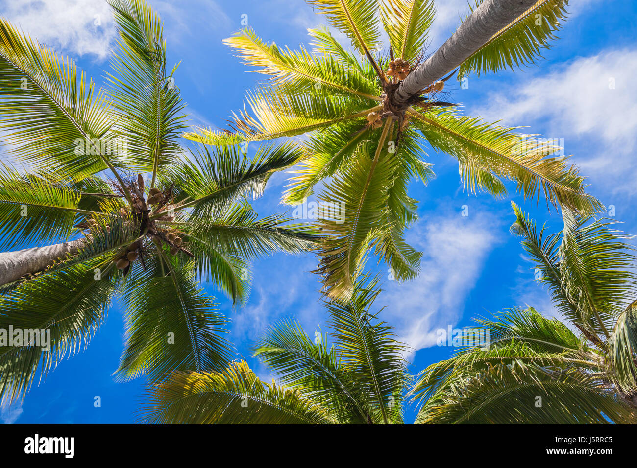 Coconut palm trees under blue sky background, Dominican republic nature