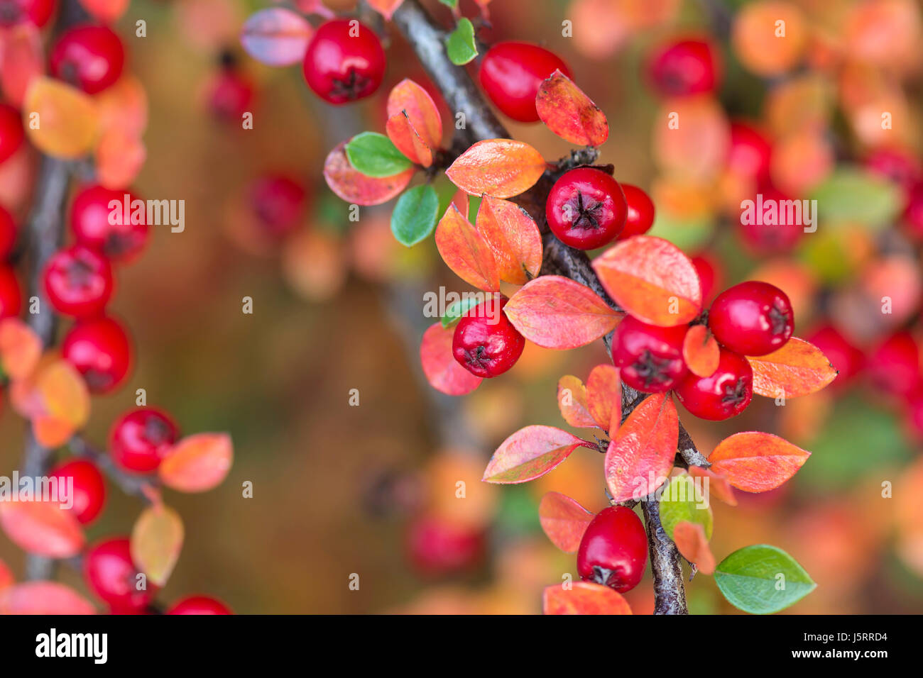 Cotoneaster, Red  berries & autumn coloured leaves growing outdoor. Stock Photo