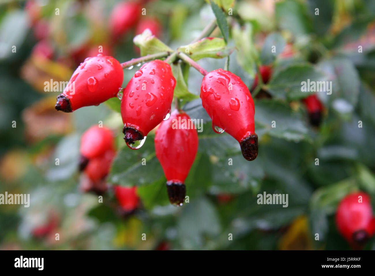 tea health vitamins vitamines green raindrop progenies fruits fruit wellness Stock Photo