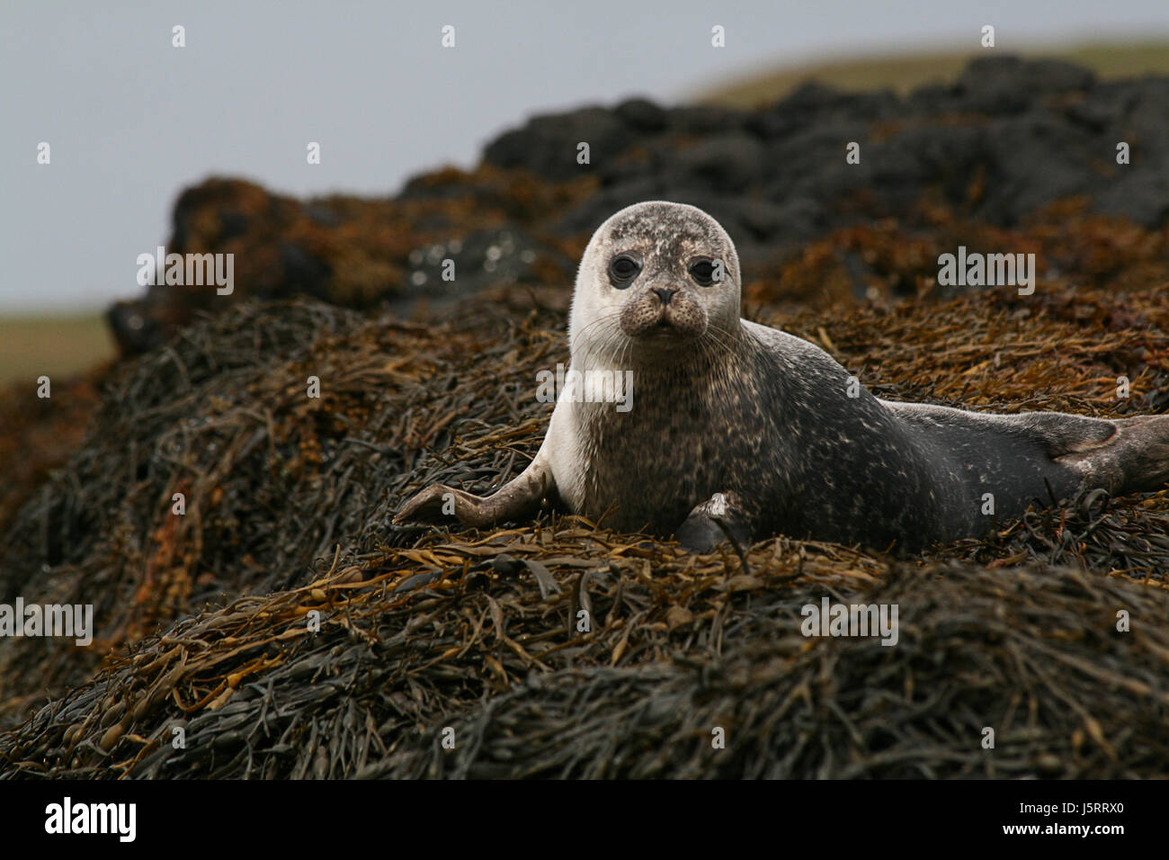 animal cub baby seal scotland fins crawl cute water swimming swiming swim swims Stock Photo