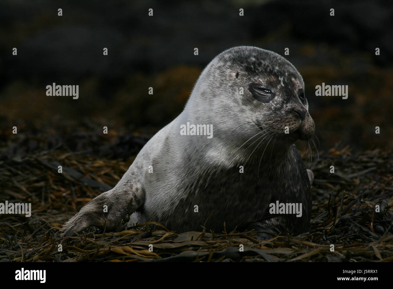 animal cub baby seal scotland fins crawl cute water swimming swiming swim swims Stock Photo