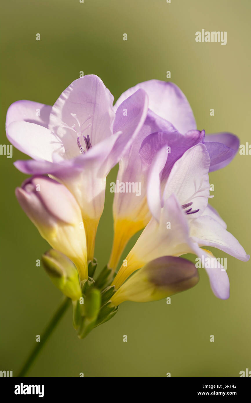Freesia, Close up studio shot of mauve coloured flower. Stock Photo