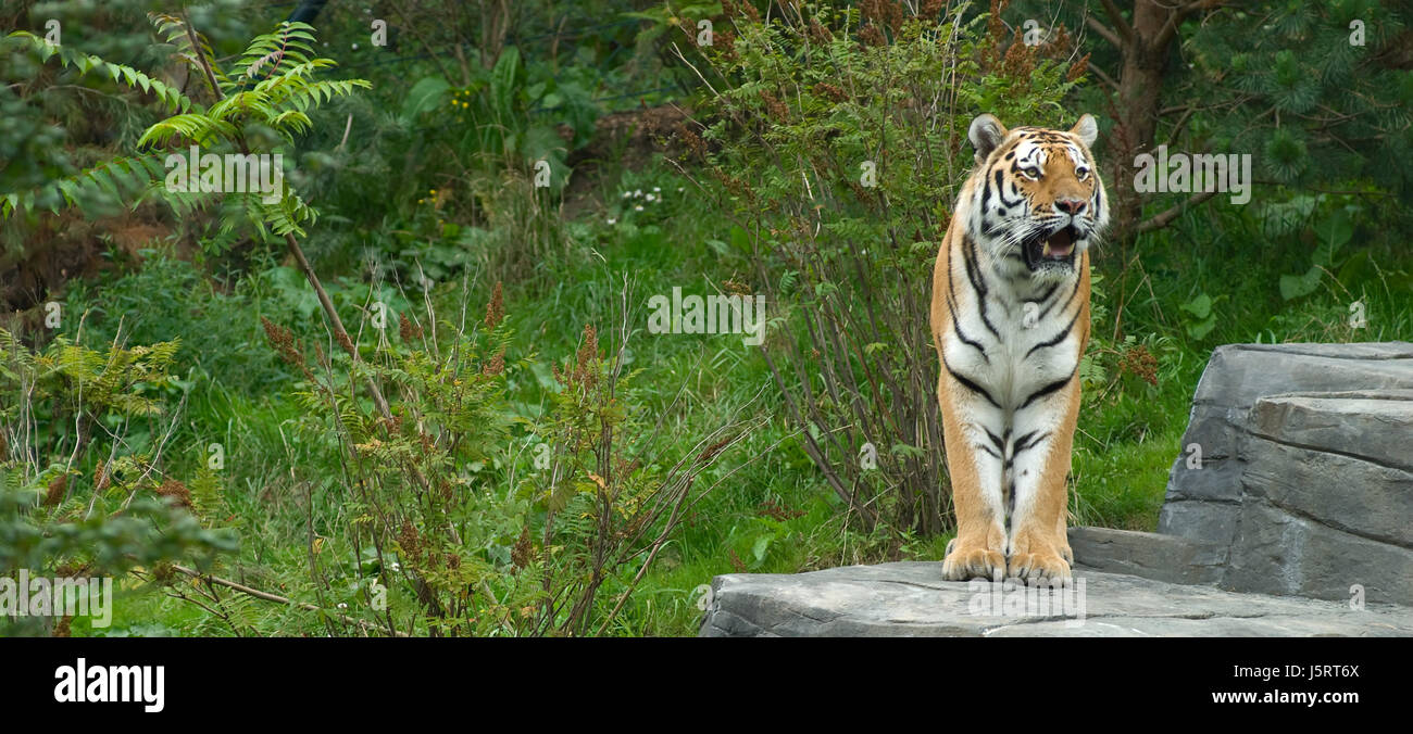 animal green big cat feline predator cat tiger lie lying lies skin striated Stock Photo