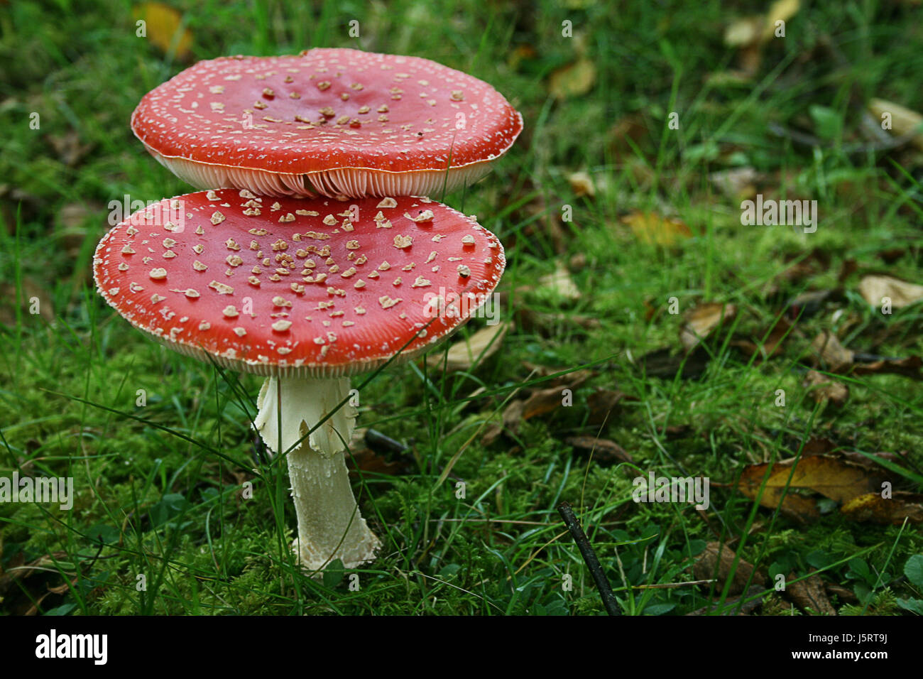 green fly agaric poison mushrooms topsoil red forest toxic poisonous Stock Photo