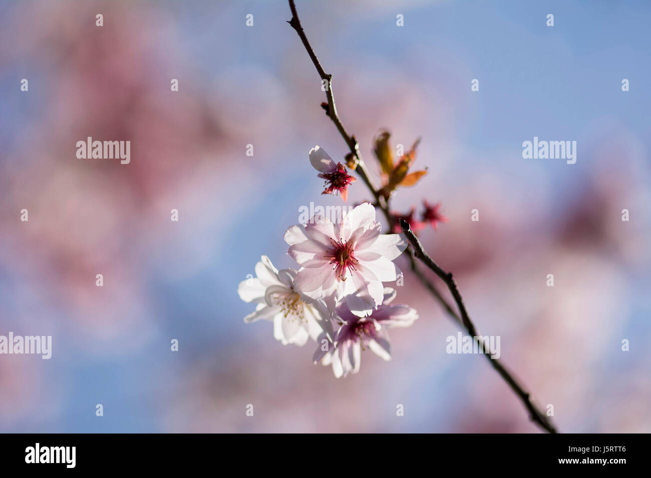 Cherry Rosebud Cherry Autumnalis Prunus X Subhirtella Autmnalis Winter Cherry Pink Blossoms Growing Outdoor Stock Photo Alamy Cherry Rosebud Cherry Autumnalis Prunus X Subhirtella Autmnalis Winter Cherry Pink Blossoms Growing Outdoor Stock Photo Alamy