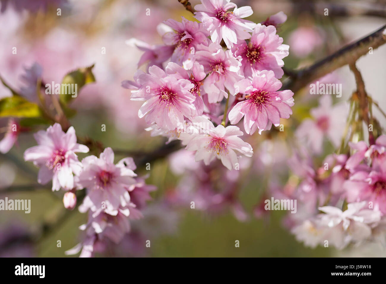 Cherry Rosebud Cherry Autumnalis Prunus X Subhirtella Autmnalis Winter Cherry Pink Blossoms Growing Outdoor Stock Photo Alamy Cherry Rosebud Cherry Autumnalis Prunus X Subhirtella Autmnalis Winter Cherry Pink Blossoms Growing Outdoor Stock Photo Alamy