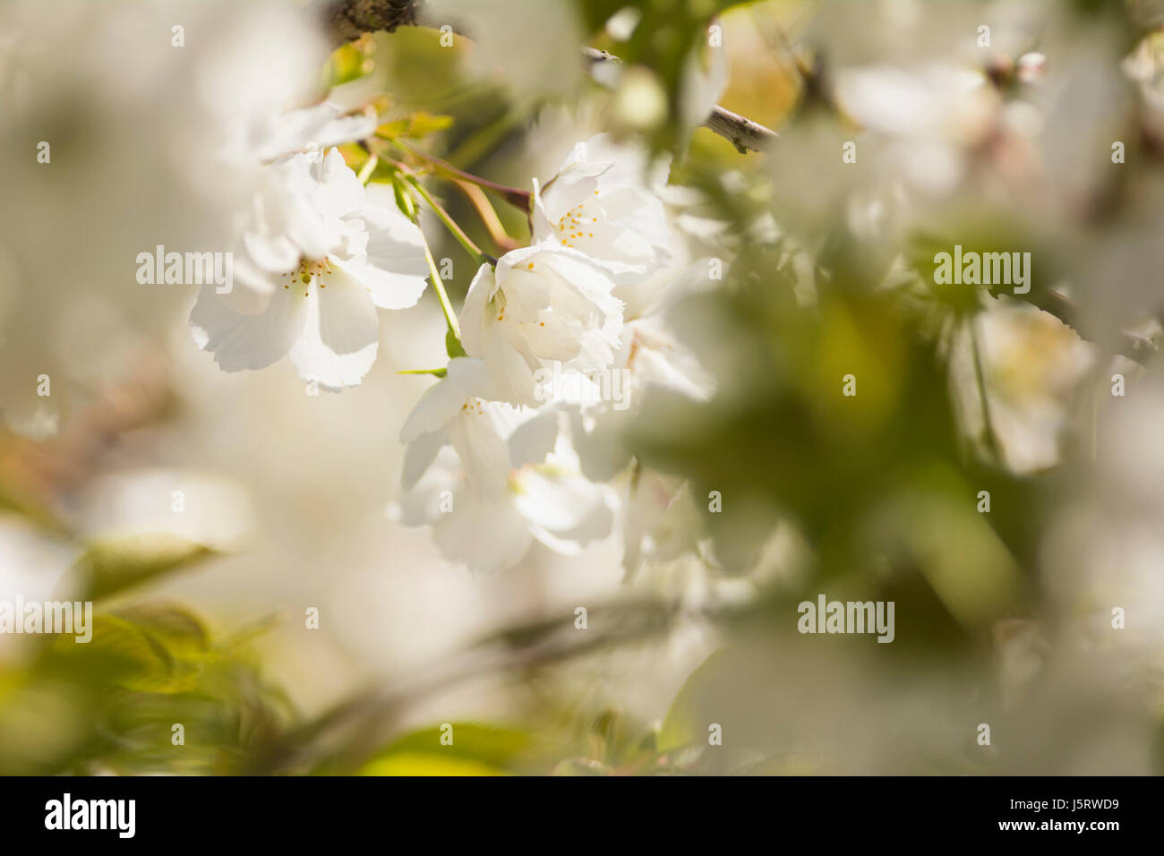 Cherry, Japanese flowering cherry, Prunus serrulata, Tiny white blossoms growing outdoor. Stock Photo