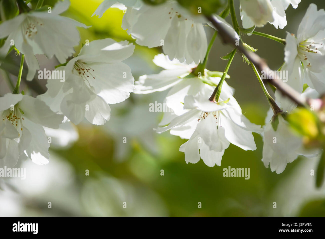 Cherry, Japanese flowering cherry, Prunus serrulata, Tiny white blossoms growing outdoor. Stock Photo
