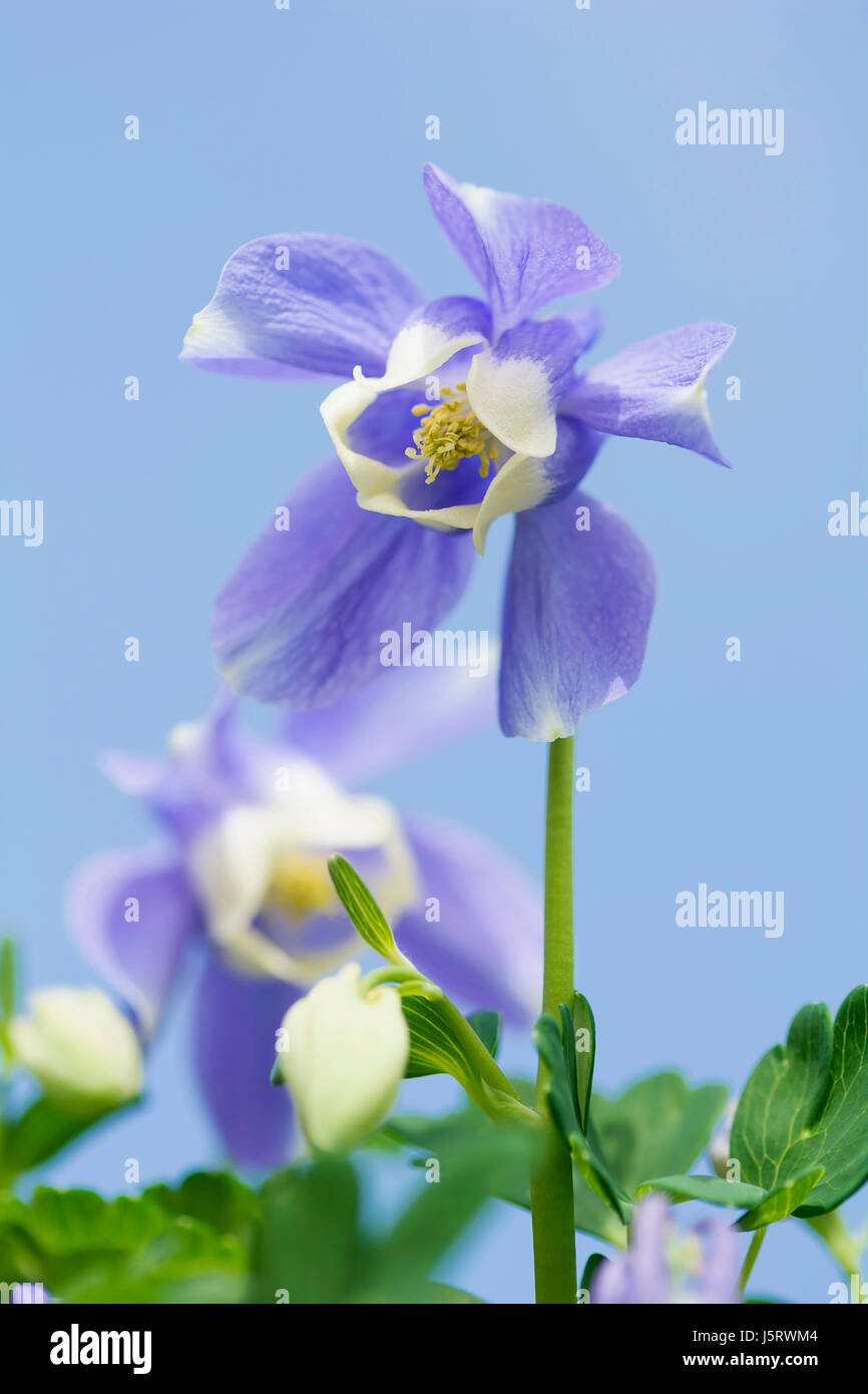 Columbine, Aquilegia flabellata var pumila Atlantis, Mauve coloured flower growing outdoor. Stock Photo