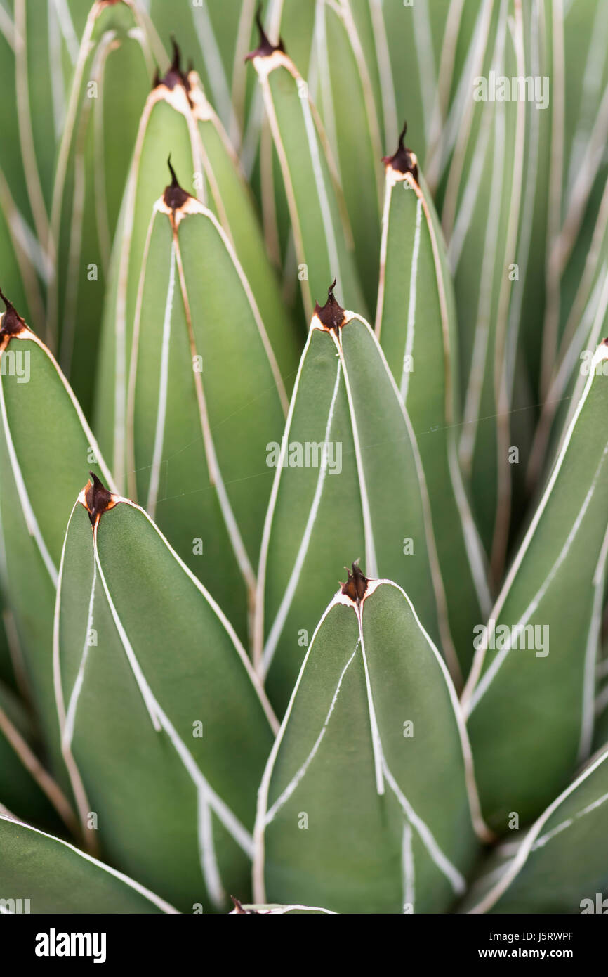 Agave, Royal agave, Agave victoriae-reginae, Detail of green leaves showing pattern. Stock Photo