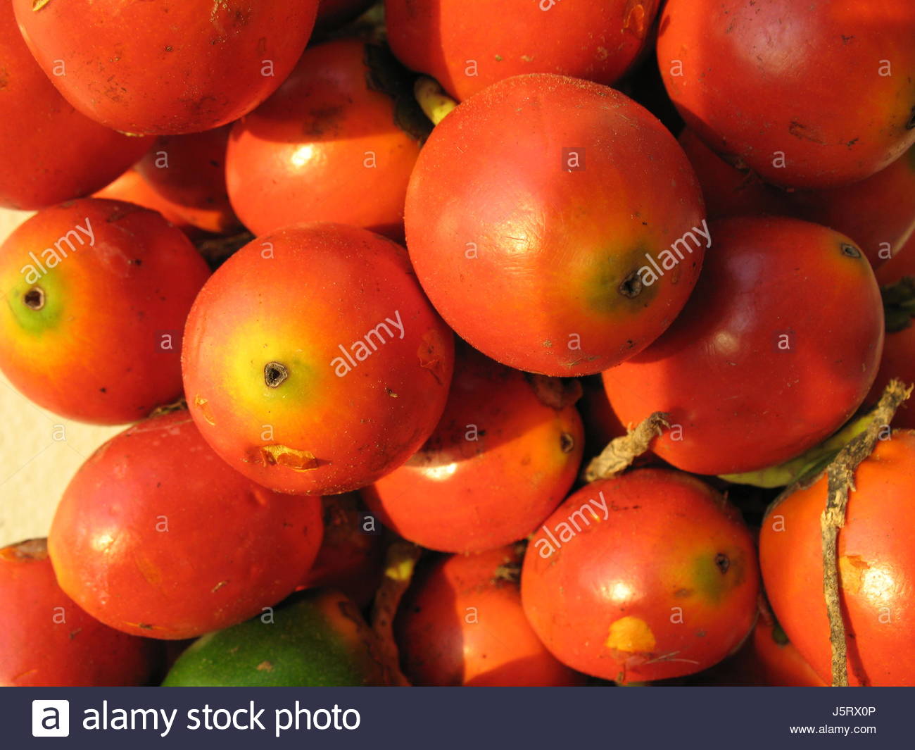 plant flora fruit palm tree brazil south america amazon rainforest