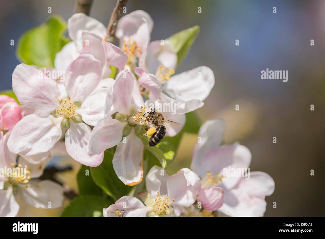 Apple, Malus domestica, Honey bee, Apis mellifera, pollinating apple blossom in a garden. Stock Photo